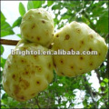 top quality Noni or Morinda citrifolia extract with free samples